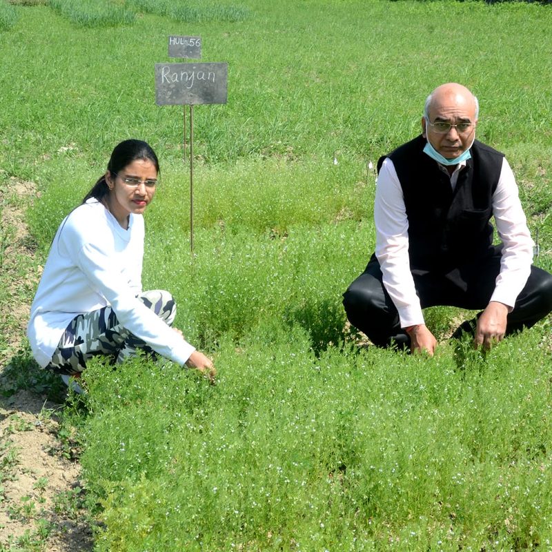 Dr. Dwivedi and a research scholar crouched beside a flowering lentil plot labelled HUL-56