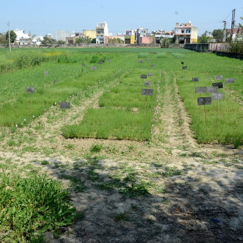 Lentil trial plots with name boards for varieties such as IPL-534 and IPL-526