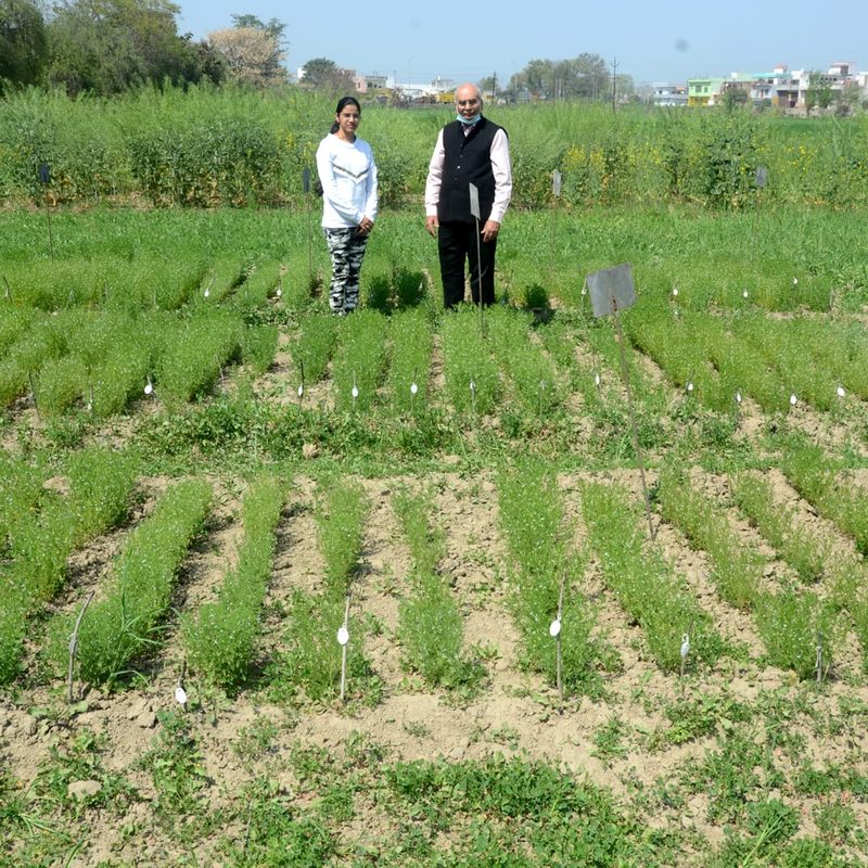 Dr. Dwivedi and a research scholar standing behind rows of lentil lines, each row tagged
